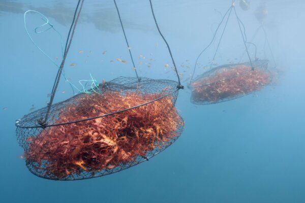 公開初日より100名様に先着プレゼント！海の生態系を守り海藻の魅力を伝えるシーベジタブルの海藻シール